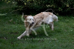 Retriever - Golden