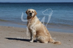 Retriever - Golden