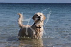 Retriever - Golden