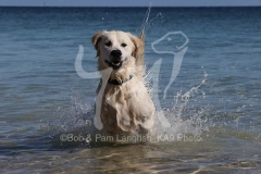 Retriever - Golden