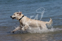 Retriever - Golden