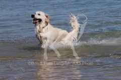 Retriever - Golden