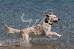 Retriever - Golden