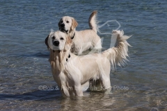 Retriever - Golden
