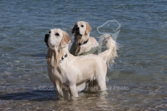 Retriever - Golden