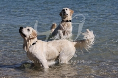 Retriever - Golden