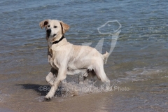Retriever - Golden