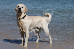 Retriever - Golden