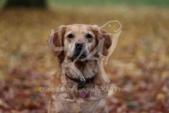 Retriever - Golden