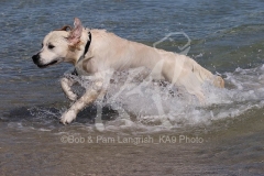Retriever - Golden