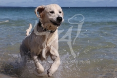 Retriever - Golden