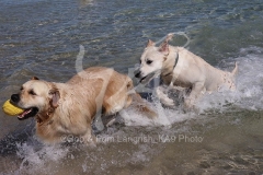 Retriever - Golden