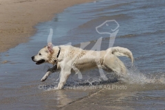 Retriever - Golden