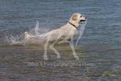 Retriever - Golden