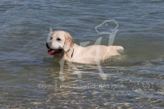 Retriever - Golden