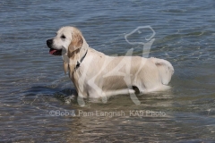 Retriever - Golden