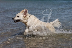 Retriever - Golden