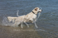 Retriever - Golden