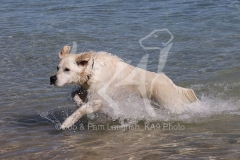 Retriever - Golden