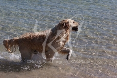 Retriever - Golden