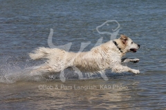 Retriever - Golden