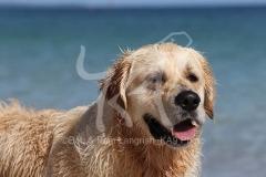 Retriever - Golden