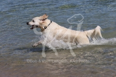 Retriever - Golden