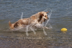 Retriever - Golden
