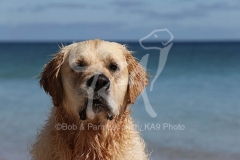 Retriever - Golden