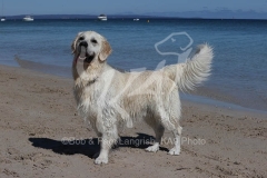 Retriever - Golden