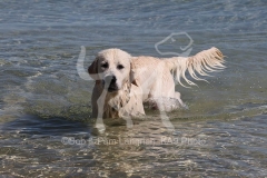 Retriever - Golden