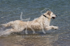 Retriever - Golden