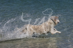 Retriever - Golden
