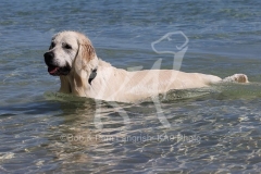 Retriever - Golden