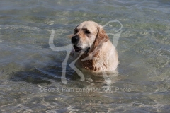 Retriever - Golden