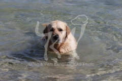 Retriever - Golden