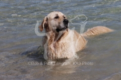 Retriever - Golden