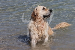 Retriever - Golden