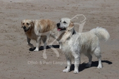 Retriever - Golden