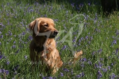 Retriever - Golden