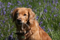 Retriever - Golden