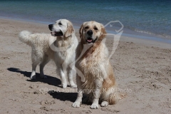 Retriever - Golden