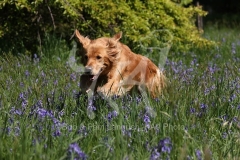 Retriever - Golden