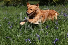 Retriever - Golden