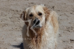 Retriever - Golden