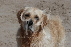 Retriever - Golden