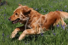 Retriever - Golden