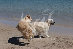 Retriever - Golden