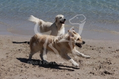 Retriever - Golden