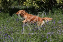 Retriever - Golden